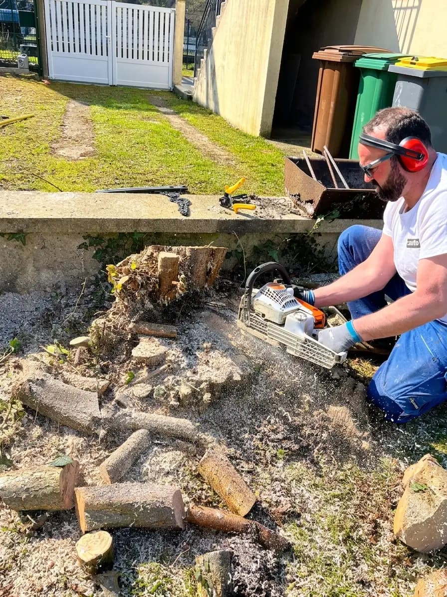 Abattage contrôlé d’un arbre fragilisé