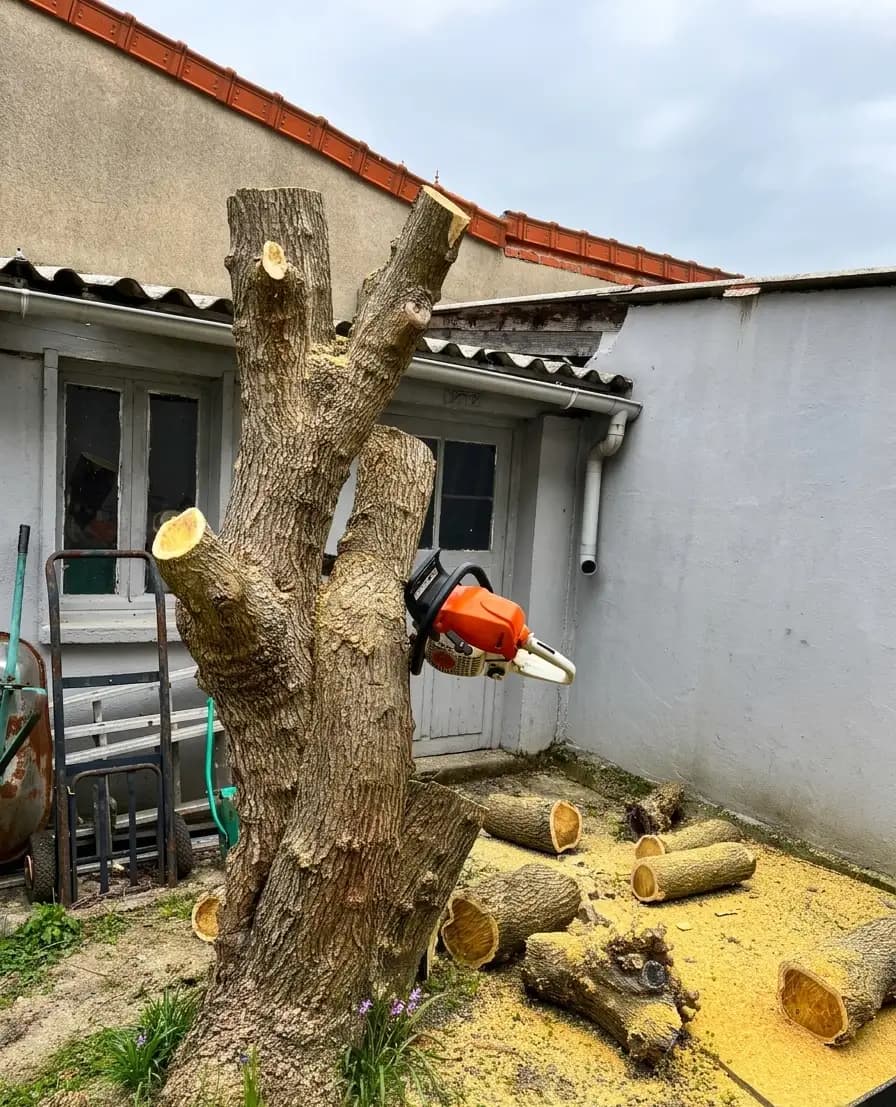 Réduction de couronne sur frêne