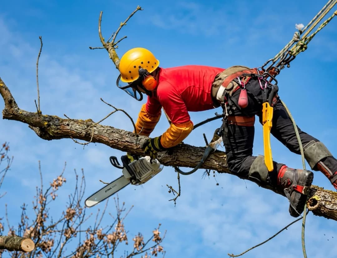 charles welty élagueur sur un arbre
